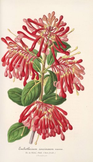 Embothrium coccineum by Charles Antoine Lemaire Oil Painting