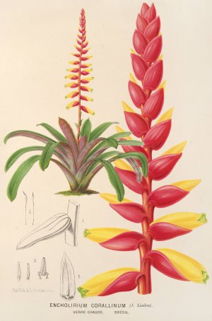 Encholirium corallinum Oil painting by Charles Antoine Lemaire