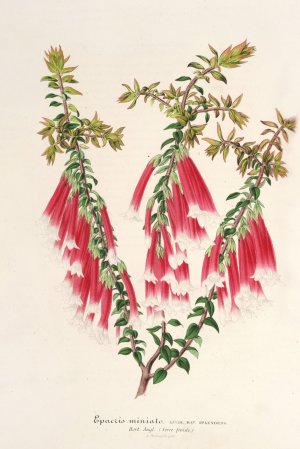 Epacris miniata by Charles Antoine Lemaire Oil Painting