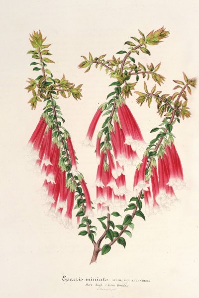 Epacris miniata  by Charles Antoine Lemaire - Hand-Painted Oil Painting Reproduction