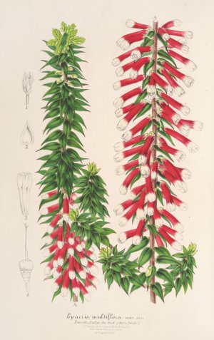 Epacris multiflora by Charles Antoine Lemaire Oil Painting