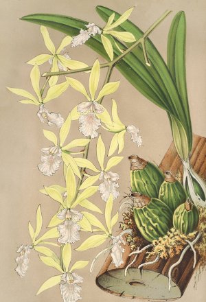 Epidendrum ambiguum by Charles Antoine Lemaire Oil Painting