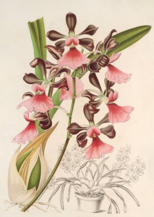 Epidendrum atropurpureum, var. roseum by Charles Antoine Lemaire Oil Painting