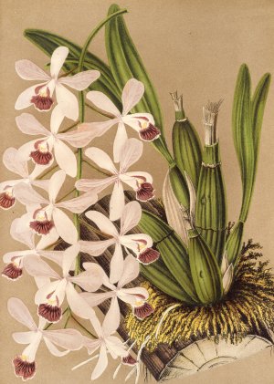 Epidendrum conspicuum Oil painting by Charles Antoine Lemaire