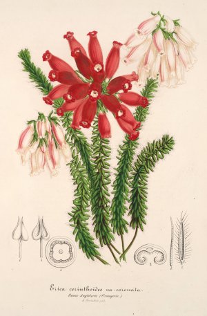 Erica cerinthoides by Charles Antoine Lemaire Oil Painting