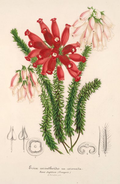 Erica cerinthoides  by Charles Antoine Lemaire - Hand-Painted Oil Painting Reproduction