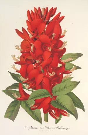 Erythrina by Charles Antoine Lemaire Oil Painting