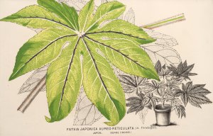 Fatsia japonica aureo-reticulata by Charles Antoine Lemaire Oil Painting