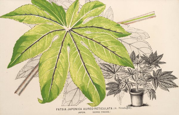 Fatsia japonica aureo-reticulata  by Charles Antoine Lemaire - Hand-Painted Oil Painting Reproduction