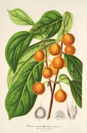 Ficus cerasiformis Oil painting by Charles Antoine Lemaire