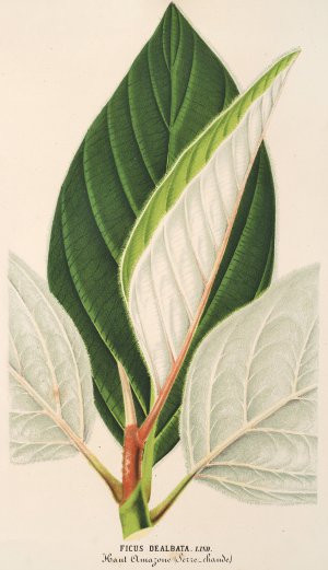 Ficus dealbata by Charles Antoine Lemaire Oil Painting