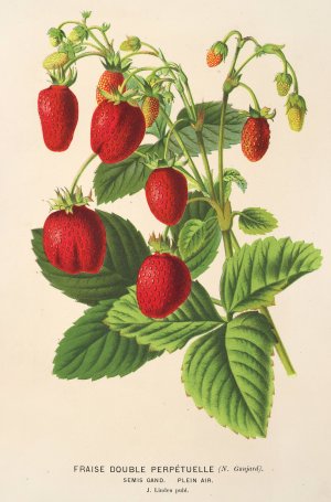Fraise double perpetuelle by Charles Antoine Lemaire Oil Painting