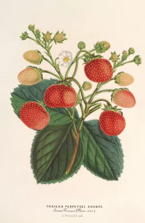 Fraisier perpetuel Ananas by Charles Antoine Lemaire Oil Painting