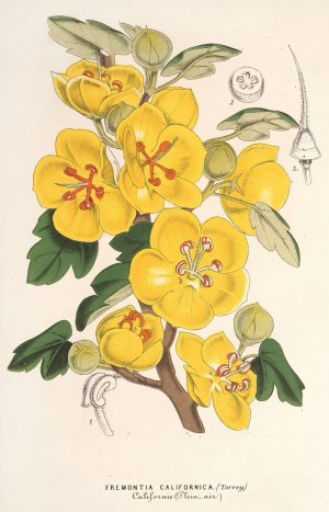 Fremontia californica by Charles Antoine Lemaire Oil Painting