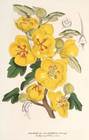 Fremontia californica Oil painting by Charles Antoine Lemaire