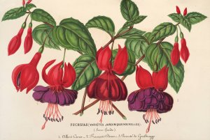Fuchsia by Charles Antoine Lemaire Oil Painting