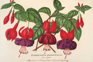 Fuchsia Oil painting by Charles Antoine Lemaire