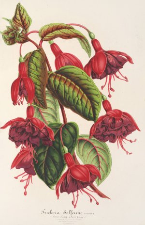 Fuchsia Solferino by Charles Antoine Lemaire Oil Painting