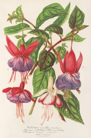 Fuchsia by Charles Antoine Lemaire Oil Painting