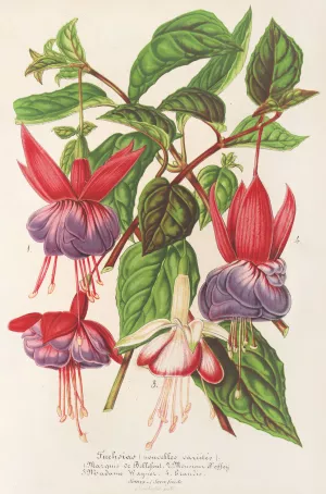 Fuchsia by Charles Antoine Lemaire Oil Painting