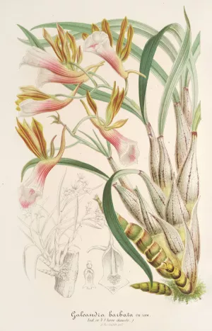 Galeandra barbata by Charles Antoine Lemaire Oil Painting