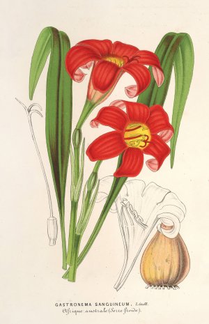 Gastronema sanguineum by Charles Antoine Lemaire Oil Painting