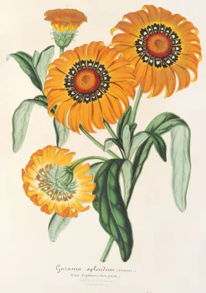 Gazania splendens Oil painting by Charles Antoine Lemaire