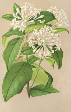 Gloneria jasminiflora by Charles Antoine Lemaire Oil Painting