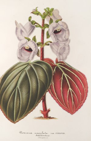 Gloxinia maculata var. insignis by Charles Antoine Lemaire Oil Painting