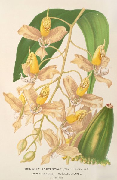 Gongora portentosa  by Charles Antoine Lemaire - Hand-Painted Oil Painting Reproduction