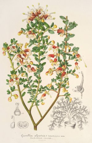 Grevillea alpestris by Charles Antoine Lemaire Oil Painting