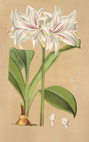 Griffinia Blumenavia by Charles Antoine Lemaire Oil Painting