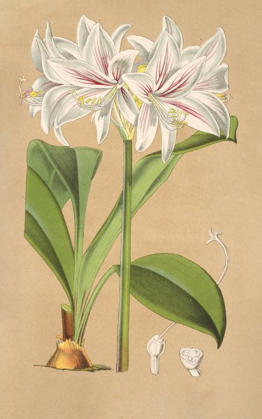 Griffinia Blumenavia  by Charles Antoine Lemaire - Hand-Painted Oil Painting Reproduction