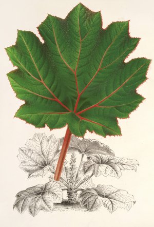 Gunnera brephogea by Charles Antoine Lemaire Oil Painting