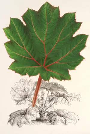 Gunnera brephogea by Charles Antoine Lemaire Oil Painting