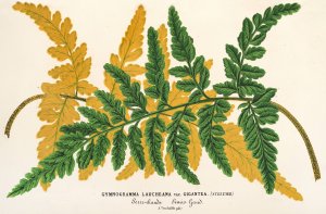 Gymnogramma Laucheana, var. gigantea by Charles Antoine Lemaire Oil Painting