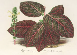 Gymnostachyum Verschaffeltii by Charles Antoine Lemaire Oil Painting