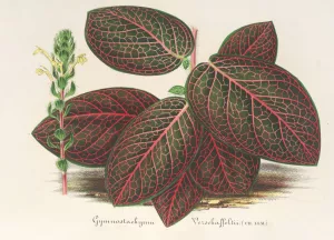 Gymnostachyum Verschaffeltii by Charles Antoine Lemaire Oil Painting