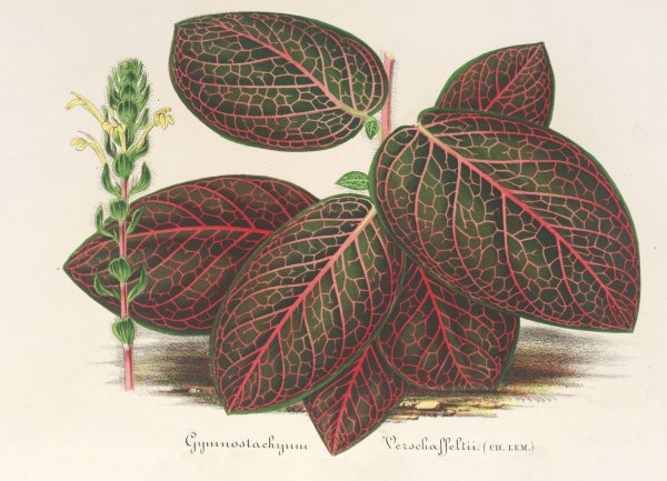 Gymnostachyum Verschaffeltii  by Charles Antoine Lemaire - Hand-Painted Oil Painting Reproduction