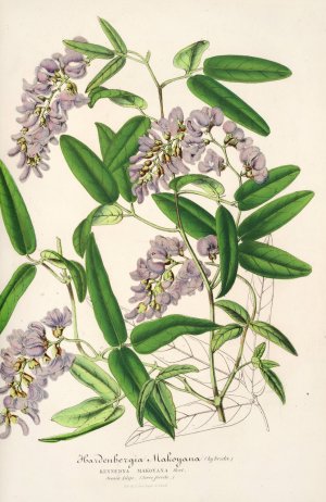 Hardenbergia Makoyana Oil painting by Charles Antoine Lemaire