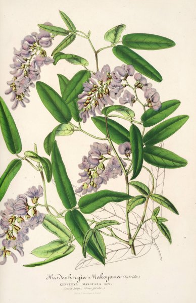Hardenbergia Makoyana  by Charles Antoine Lemaire - Hand-Painted Oil Painting Reproduction