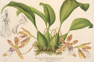 Helcia sanguinolenta by Charles Antoine Lemaire Oil Painting