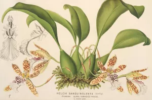 Helcia sanguinolenta Oil painting by Charles Antoine Lemaire
