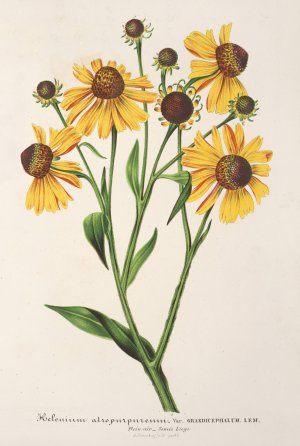 Helenium atropurpureum var. grandicephalum by Charles Antoine Lemaire Oil Painting