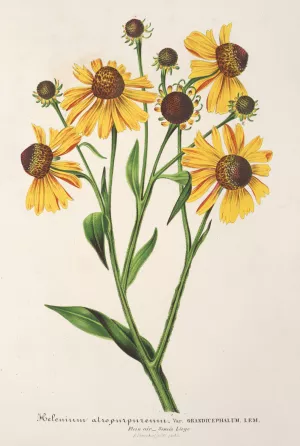 Helenium atropurpureum var. grandicephalum by Charles Antoine Lemaire Oil Painting