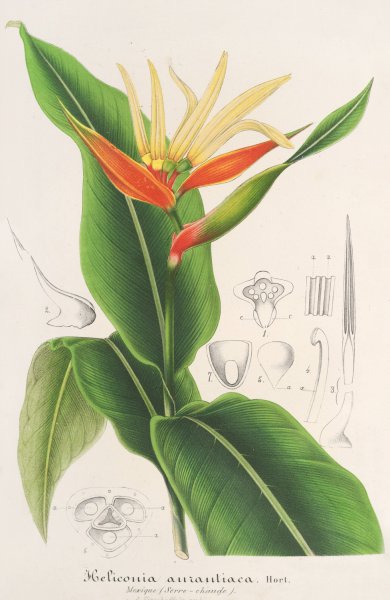 Heliconia aurantiaca  by Charles Antoine Lemaire - Hand-Painted Oil Painting Reproduction