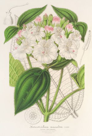 Heterotrichum macrodon by Charles Antoine Lemaire Oil Painting