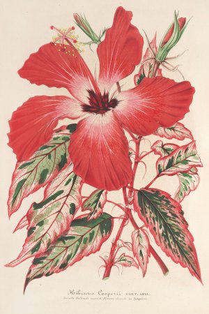 Hibiscus Oil painting by Charles Antoine Lemaire