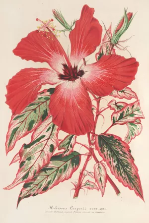 Hibiscus by Charles Antoine Lemaire Oil Painting