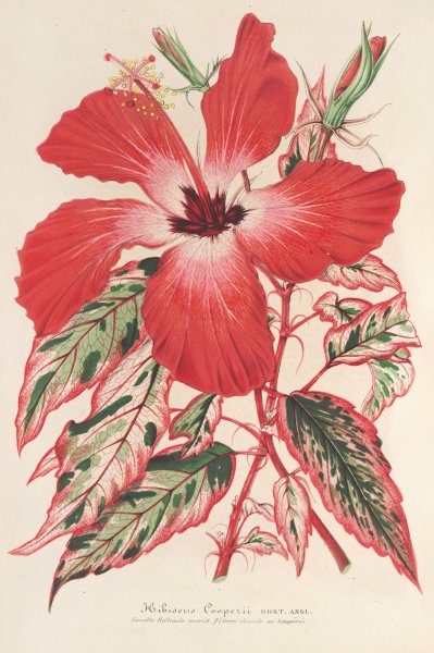 Hibiscus  by Charles Antoine Lemaire - Hand-Painted Oil Painting Reproduction